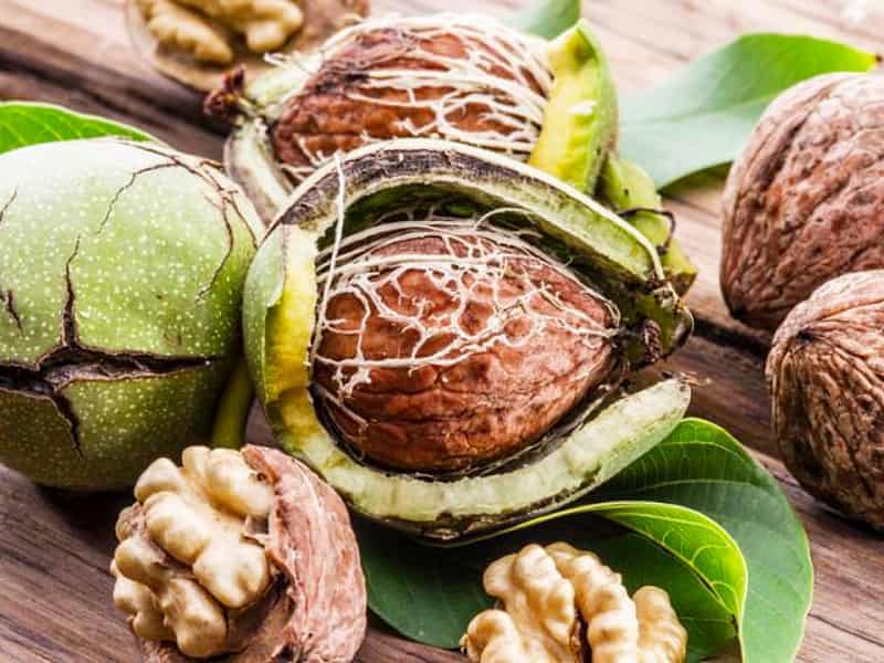 خرید و قیمت گردو تازه با پوست سبز با کیفیت ممتاز + قیمت عالی